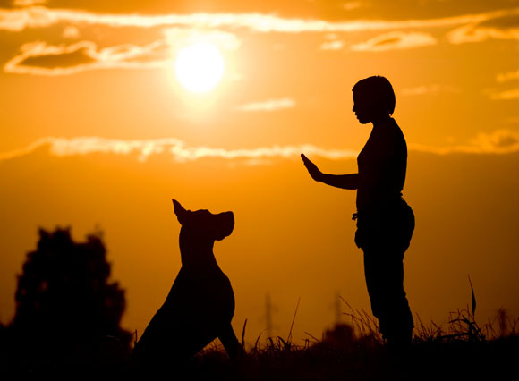 great dane with woman dog trainer sunset scene