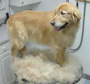 furminator dog fur remover